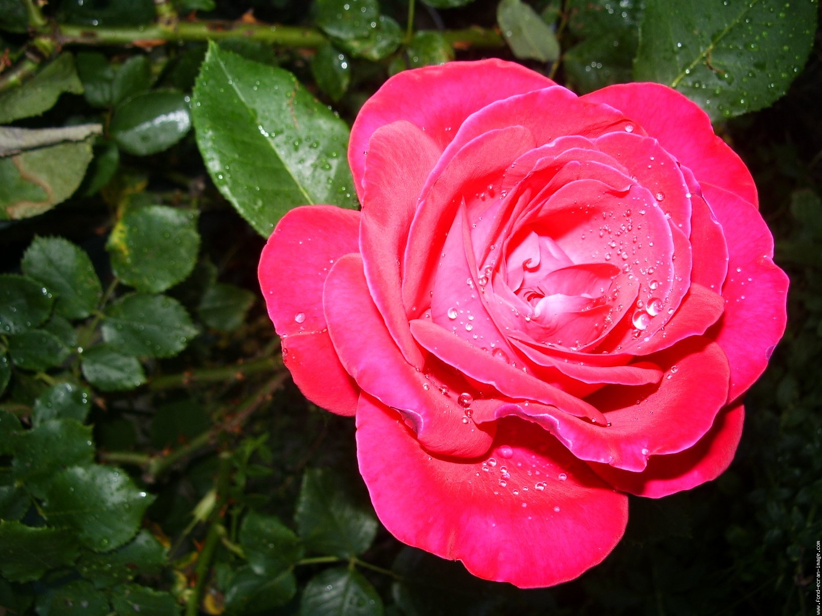 signification-couleur-des-fleurs-rose